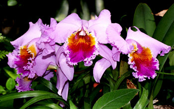 cattleya Orkide