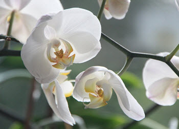 Mycket populära phalaenopsis orkideer