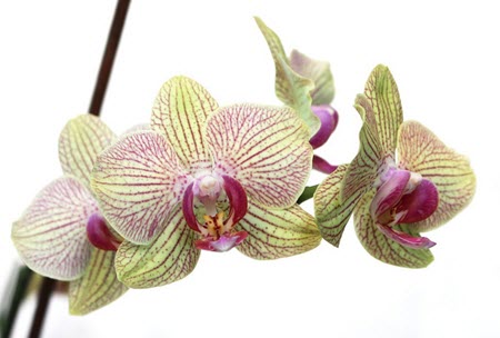 Phalaenopsis orkide