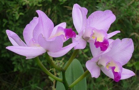 cattleya orkide