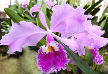 cattleya