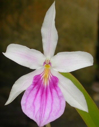 Miltonia