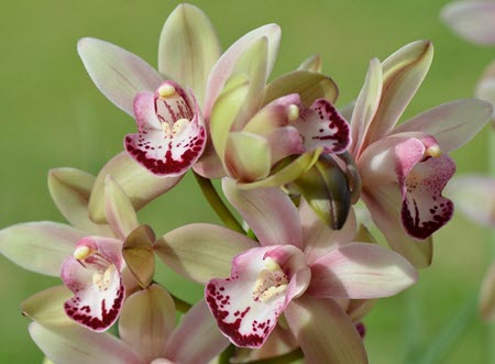 Cymbidium kan delas