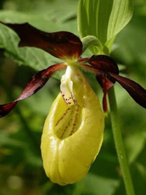 Guckuskor orkide
