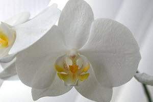 Phalaenopsis orkideer