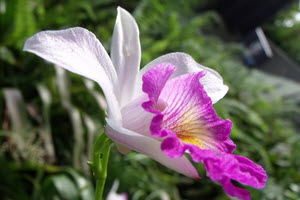 rosa cattleya orkide