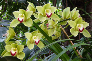 cymbidium orkideer