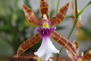 miltonia orkideer