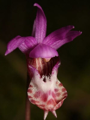 norna orkide