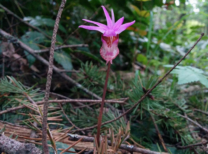 Calypso bulbosa