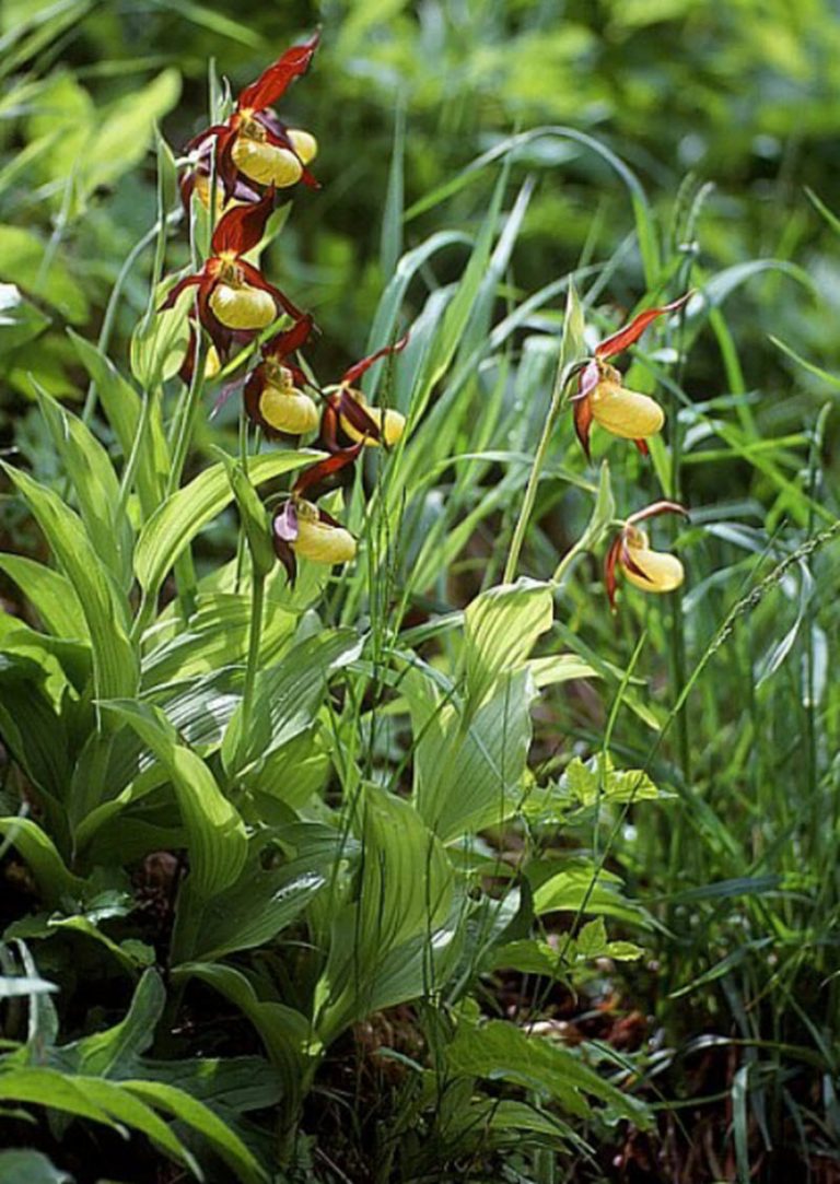 Guckusko - Cypripedium calceolus | Fridlysta Svenska Orkideer