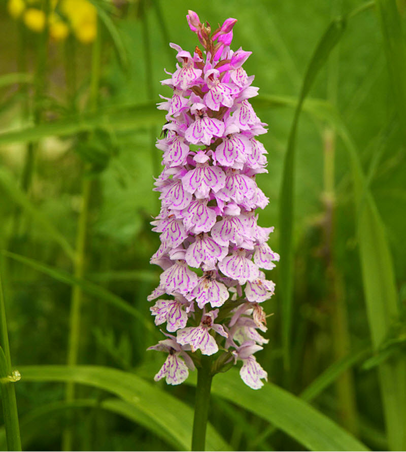 Dactylorhiza maculata