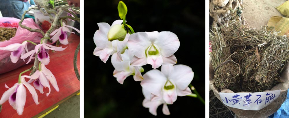 kinesisk orkidehandel