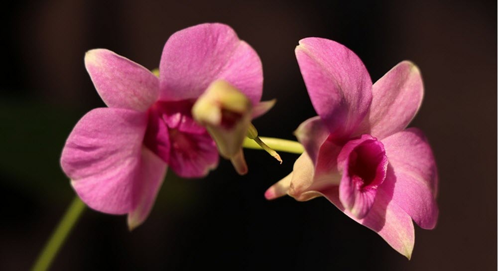 rosa dendrobium