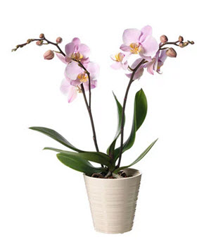 Phalaenopsis i kruka