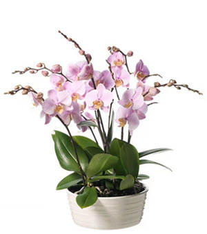 Phalaenopsis plantering