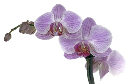 Phalaenopsis