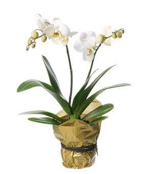 vit Phalaenopsis