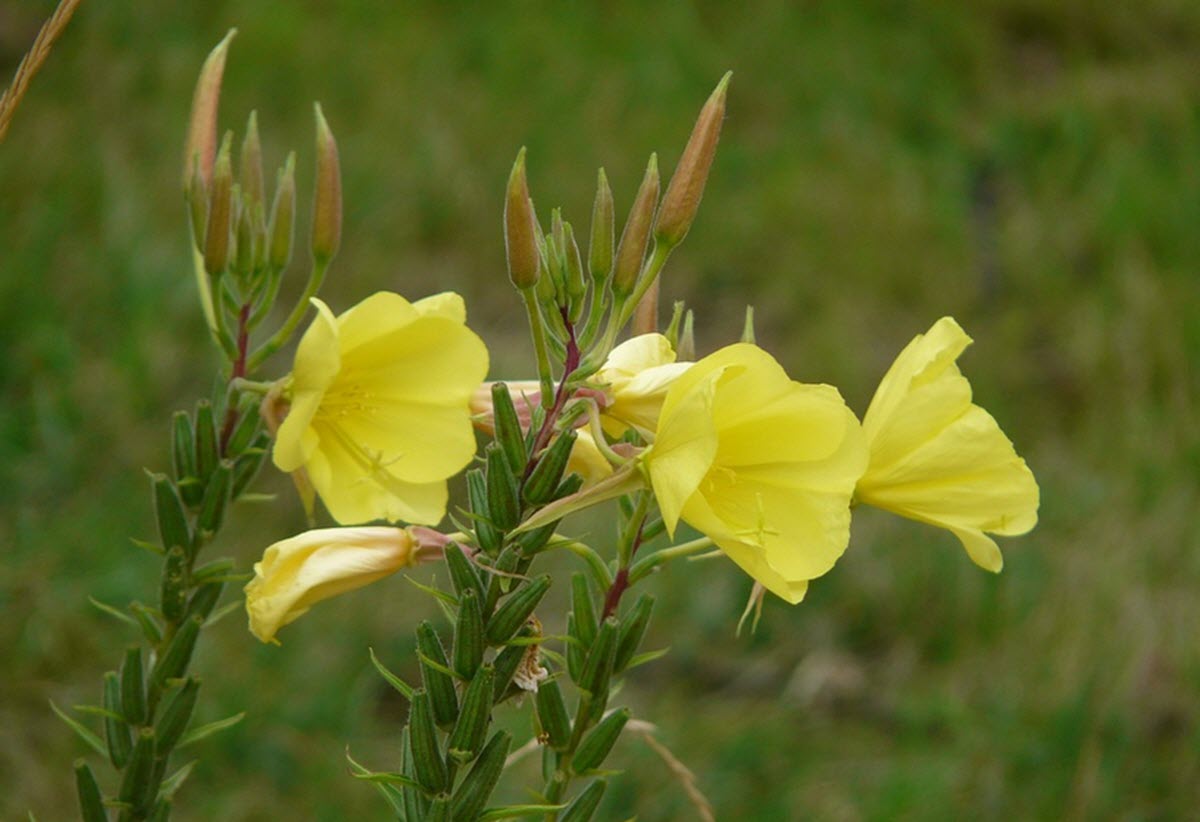 Oenothera biennis nattljus