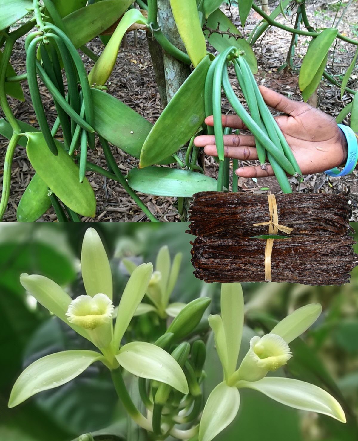 vanilj orkide, blomma, vaniljbönor