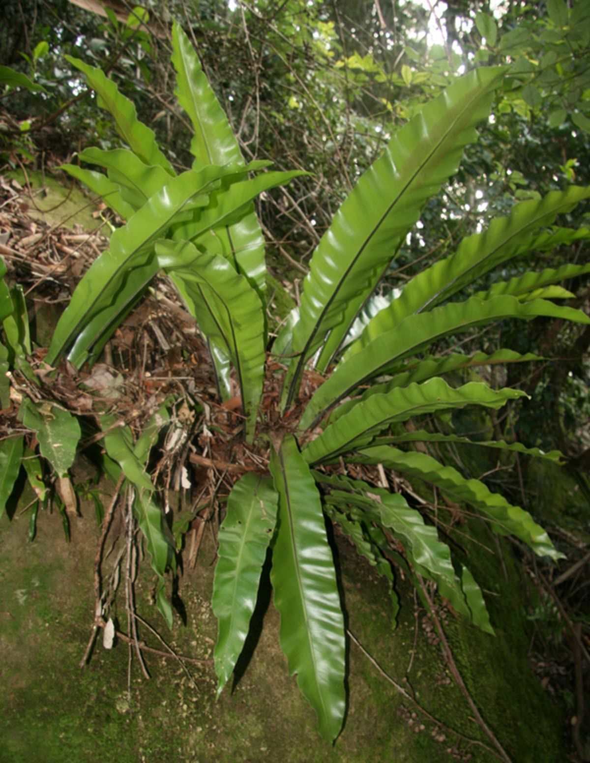 Asplenium australasicum