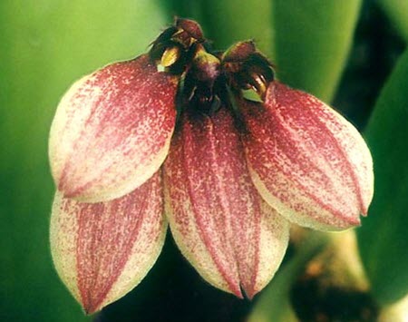 Bulbophyllum lepidum