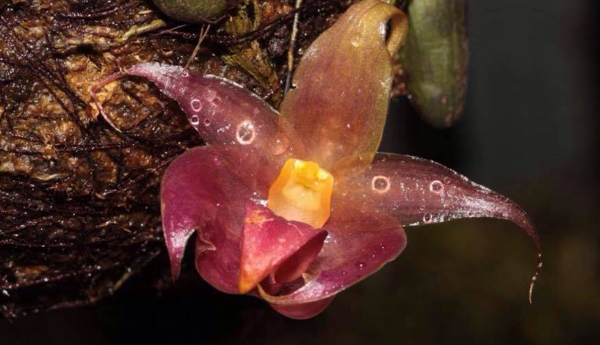 Bulbophyllum translucidum