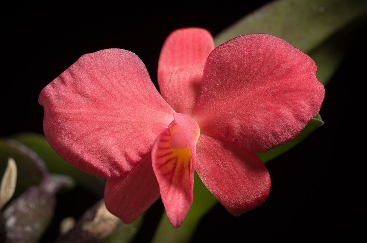 Cattleya - Sophronitis - brevipedunculata