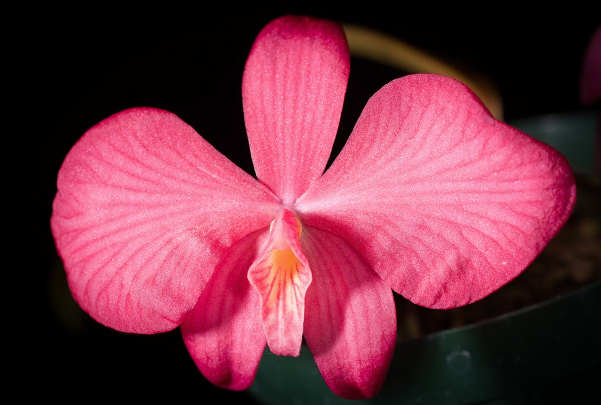 Cattleya - Sophronitis - wittigiana