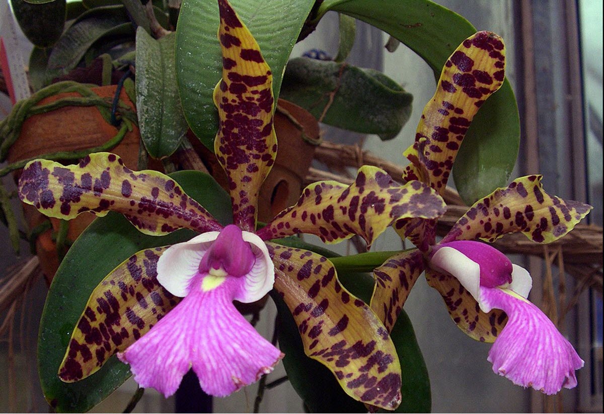 Cattleya aclandiae