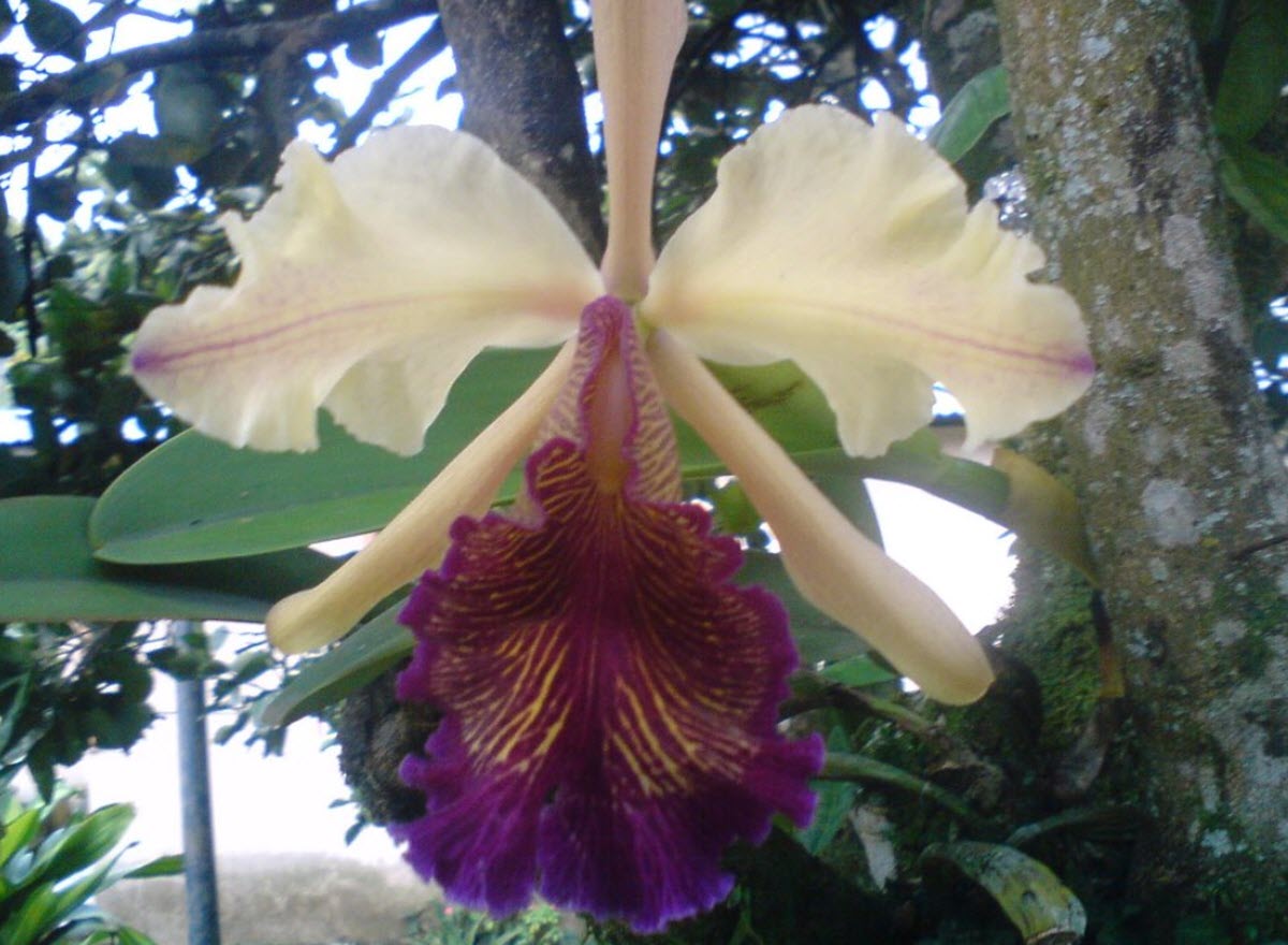 Cattleya dowiana