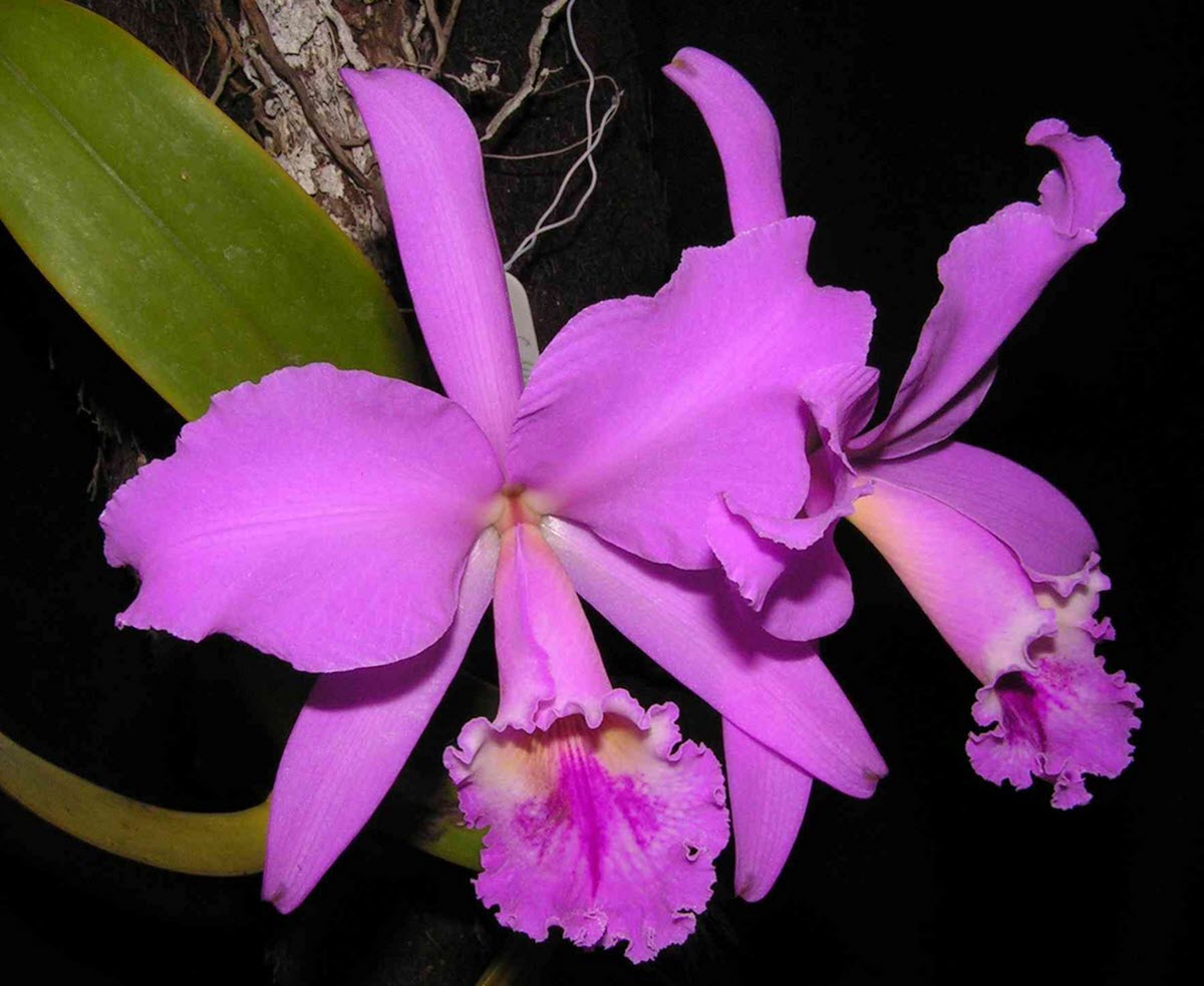 Cattleya labiata