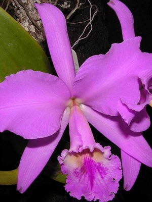 Cattleya labiata