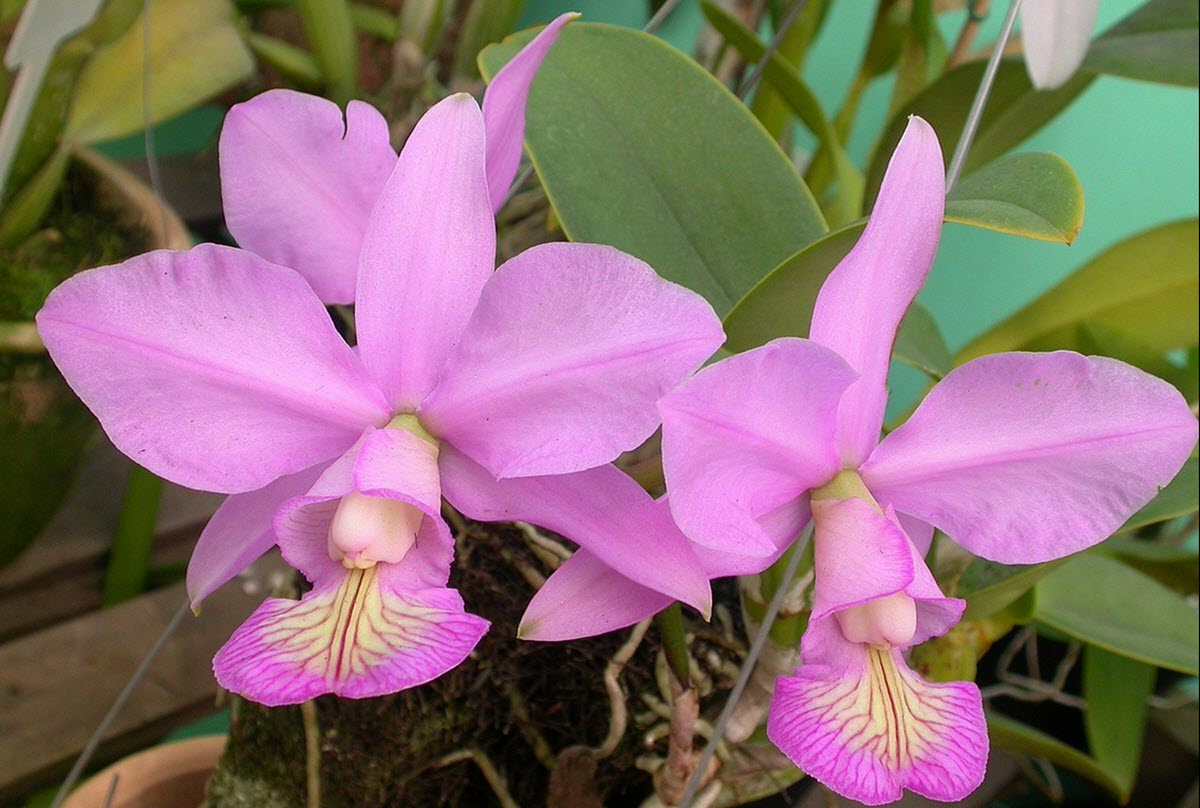 Cattleya nobilior