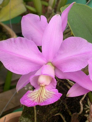  Cattleya nobilior