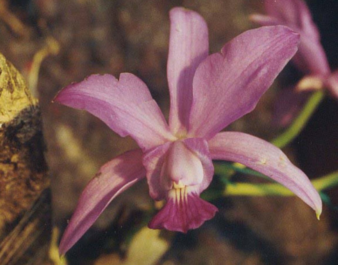 Cattleya walkeriana