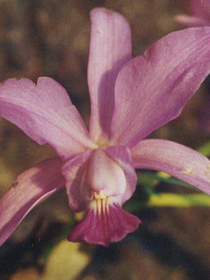 Cattleya walkeriana