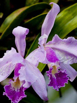 Cattleya warscewiczii