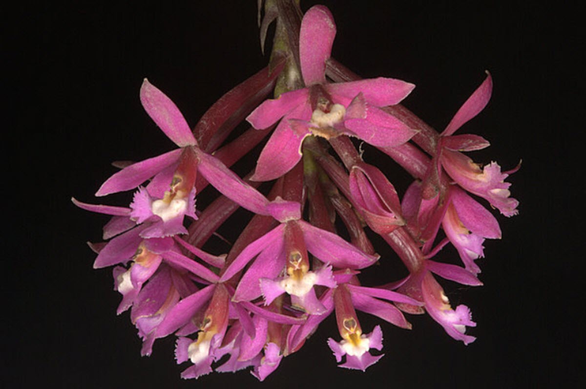 Epidendrum secundum