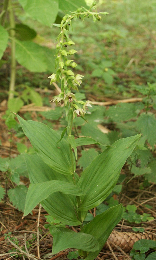 Epipactis helleborine