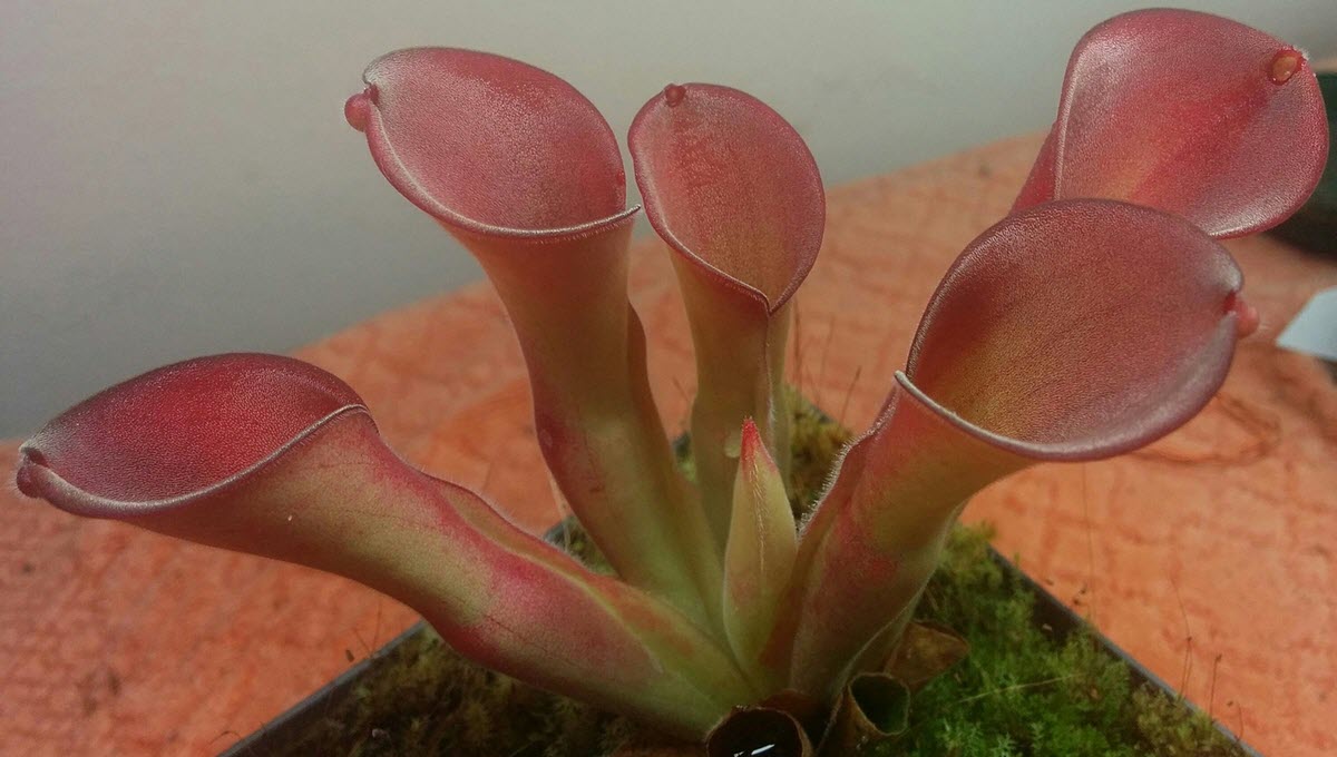 Heliamphora exappendiculata