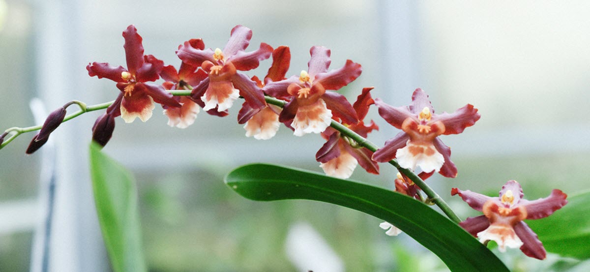 Oncidium Fire Cracker