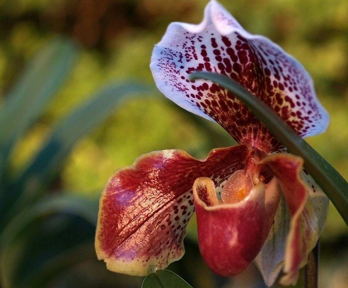 Paphiopedilum "Miya"