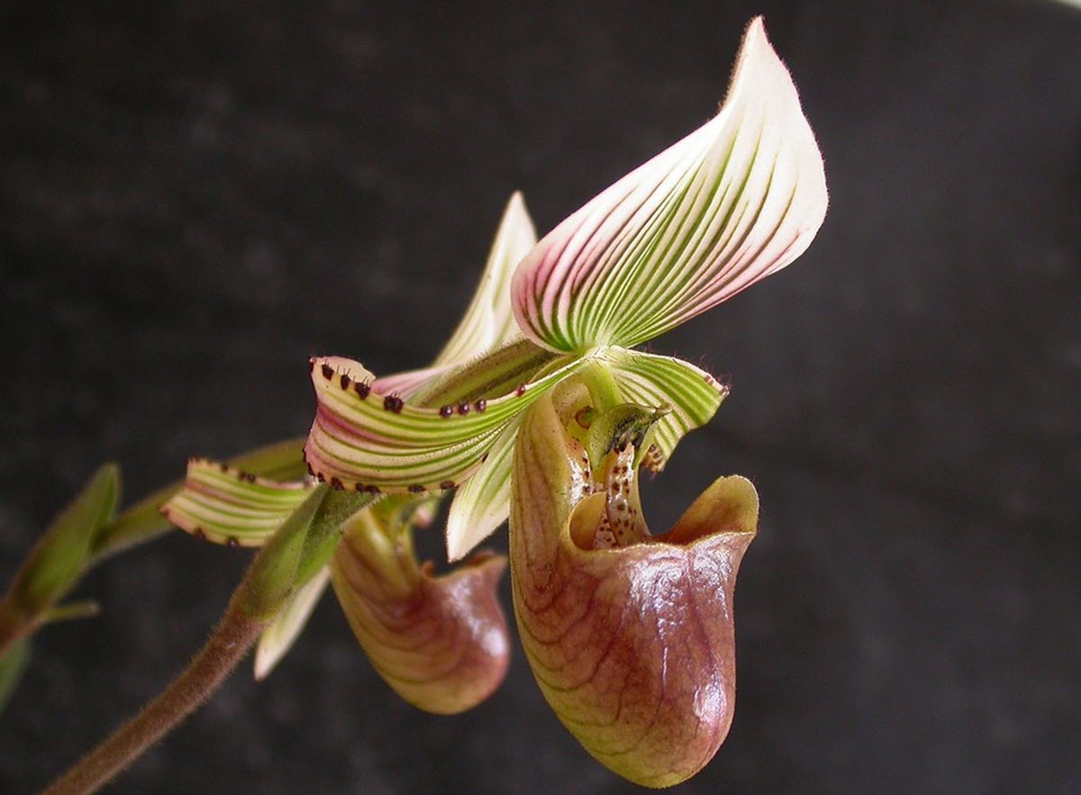 Paphiopedilum hennisianum