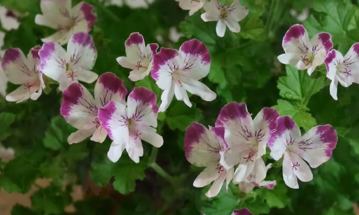 Pelargonium "Fairy Orchid"