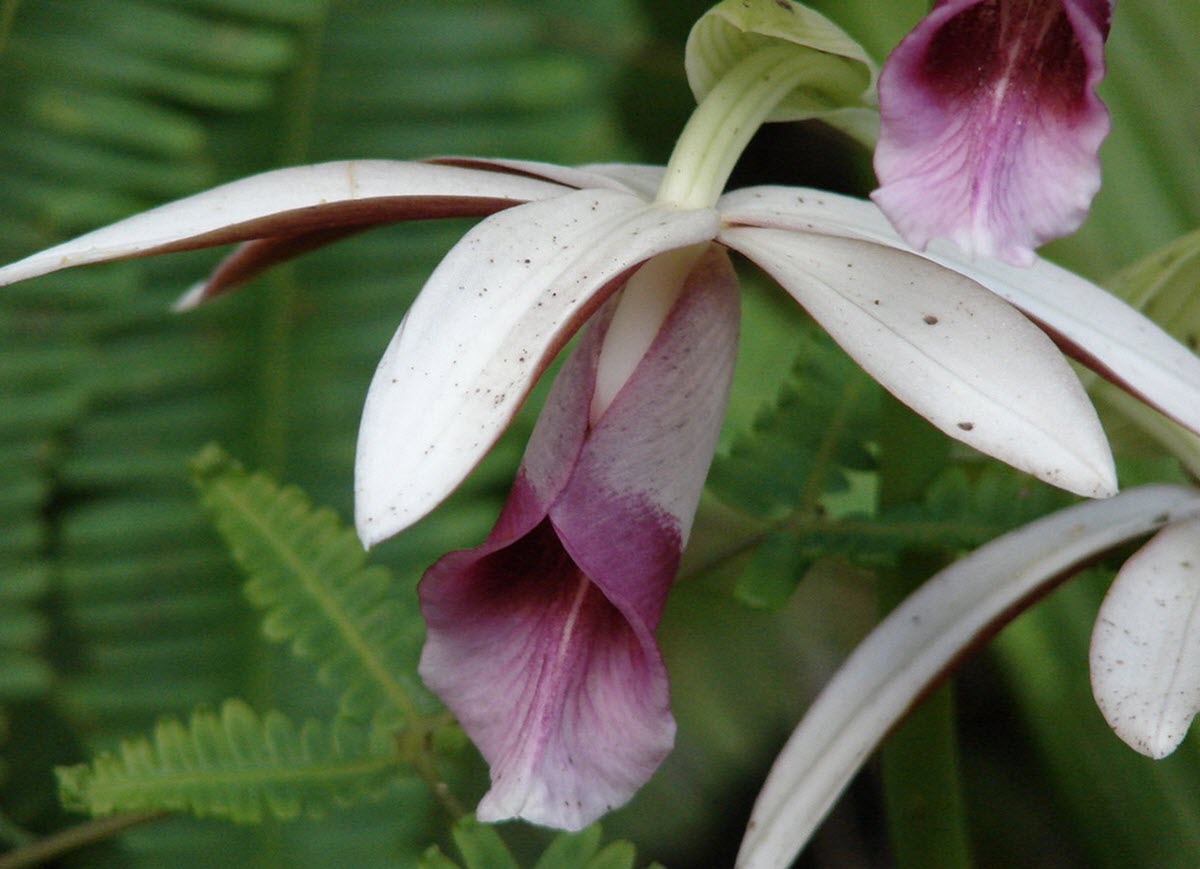 Phaius tankarvilleae