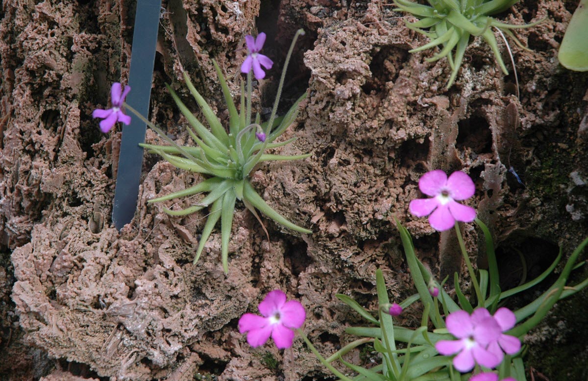 Pinguicula gypsicola litofyt