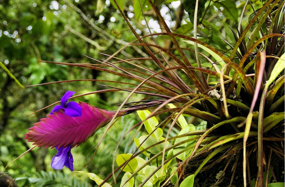 Tillandsia, populära och lättskötta luftväxter