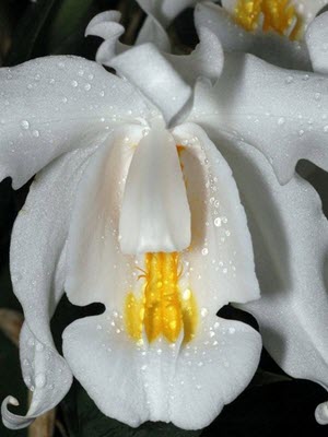 Coelogyne cristata