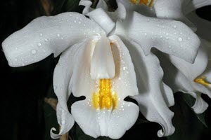 Coelogyne orkideer